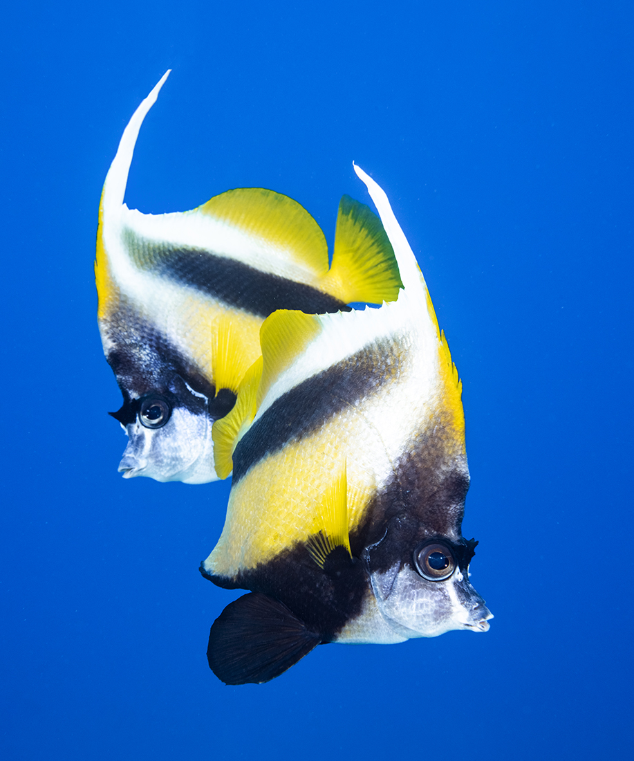 Pair of banner fish, Red Sea.