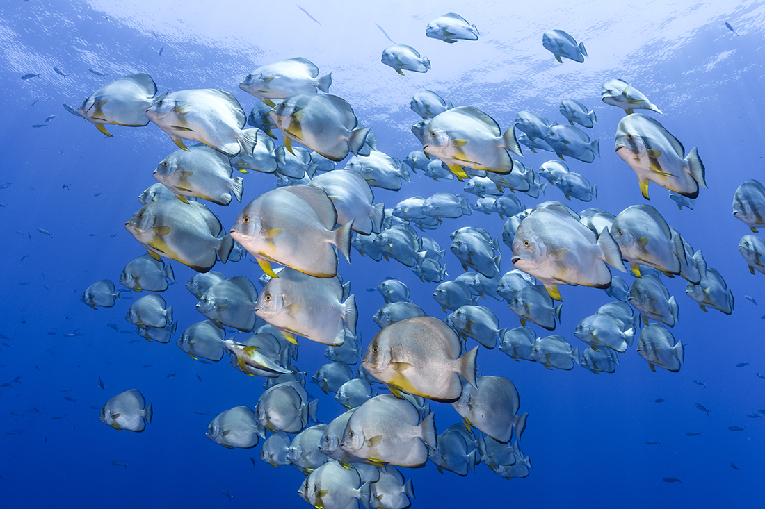 Large school of Orbicular spadefish (Platax orbicularis), commonly referred to here as batfish.