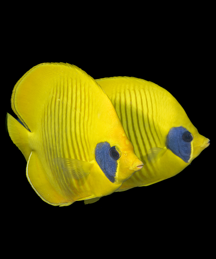 Red Sea Bluecheek butterflyfish 