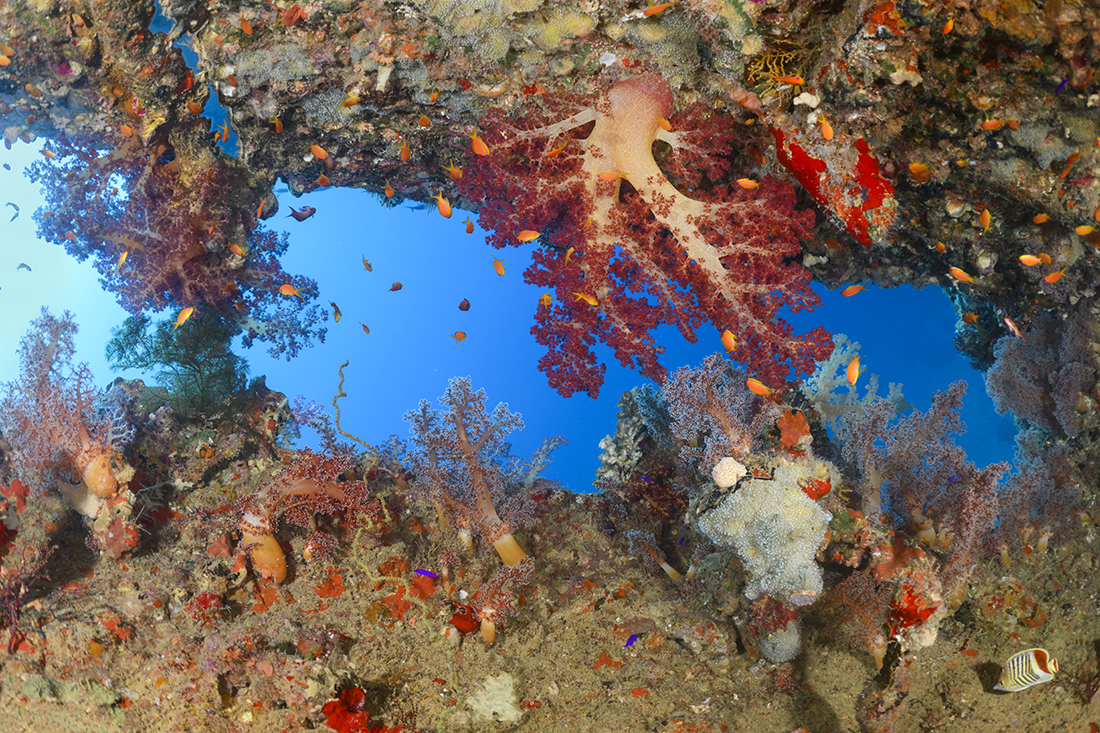 Spanning the 295 feet / 90m in length, all the British cargo steamship’s wooden superstructure and decking have since rotted away allowing a splendid covering of soft corals  to take over most of the vessel’s steel skeleton. 