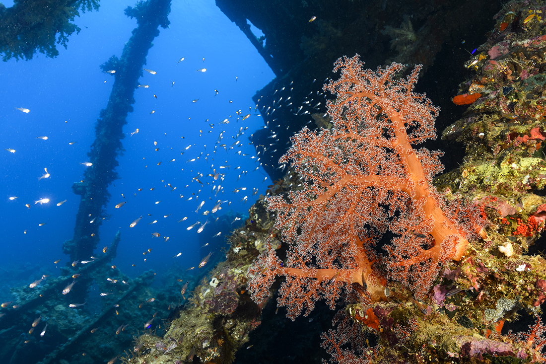 Spanning the 295 feet / 90m in length, all the British cargo steamship’s wooden superstructure and decking have since rotted away allowing a splendid covering of soft corals  to take over most of the vessel’s steel skeleton. 