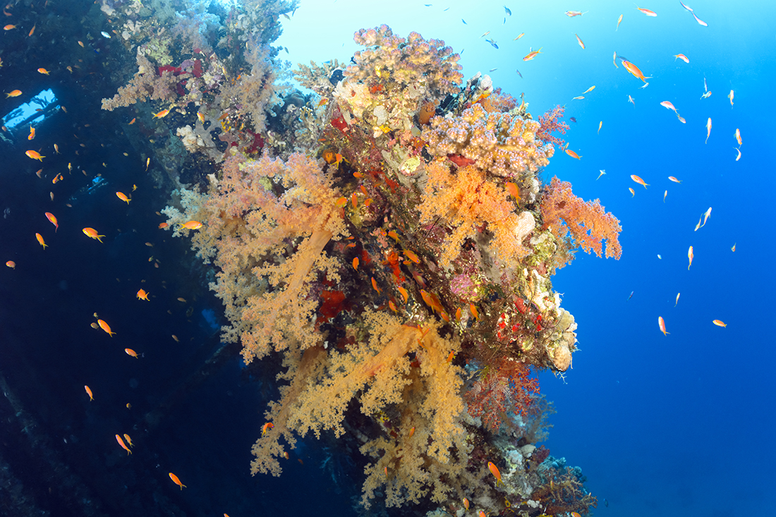 Spanning the 295 feet / 90m in length, all the British cargo steamship’s wooden superstructure and decking have since rotted away allowing a splendid covering of soft corals  to take over most of the vessel’s steel skeleton. 