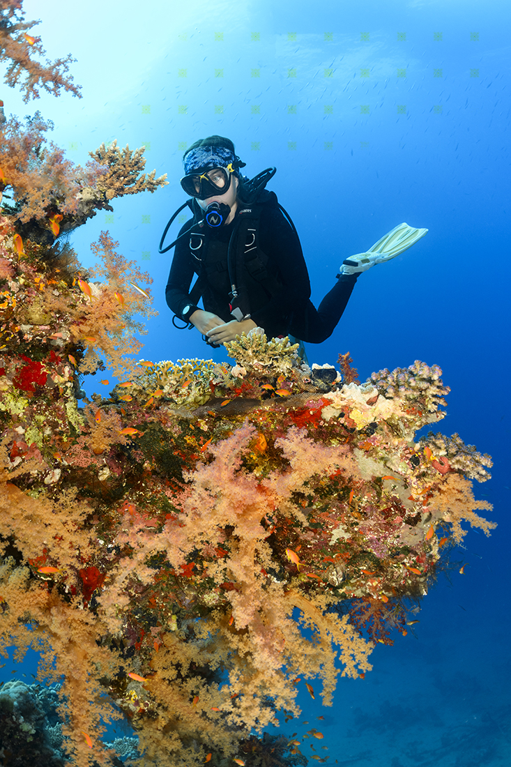 Sunk in 1869 after hitting the reef, the SS Carnatic is one of the oldest dive able wrecks in the Red Sea wreck resting on her port side parallel to the reef at a depth of 85 feet / 26m.