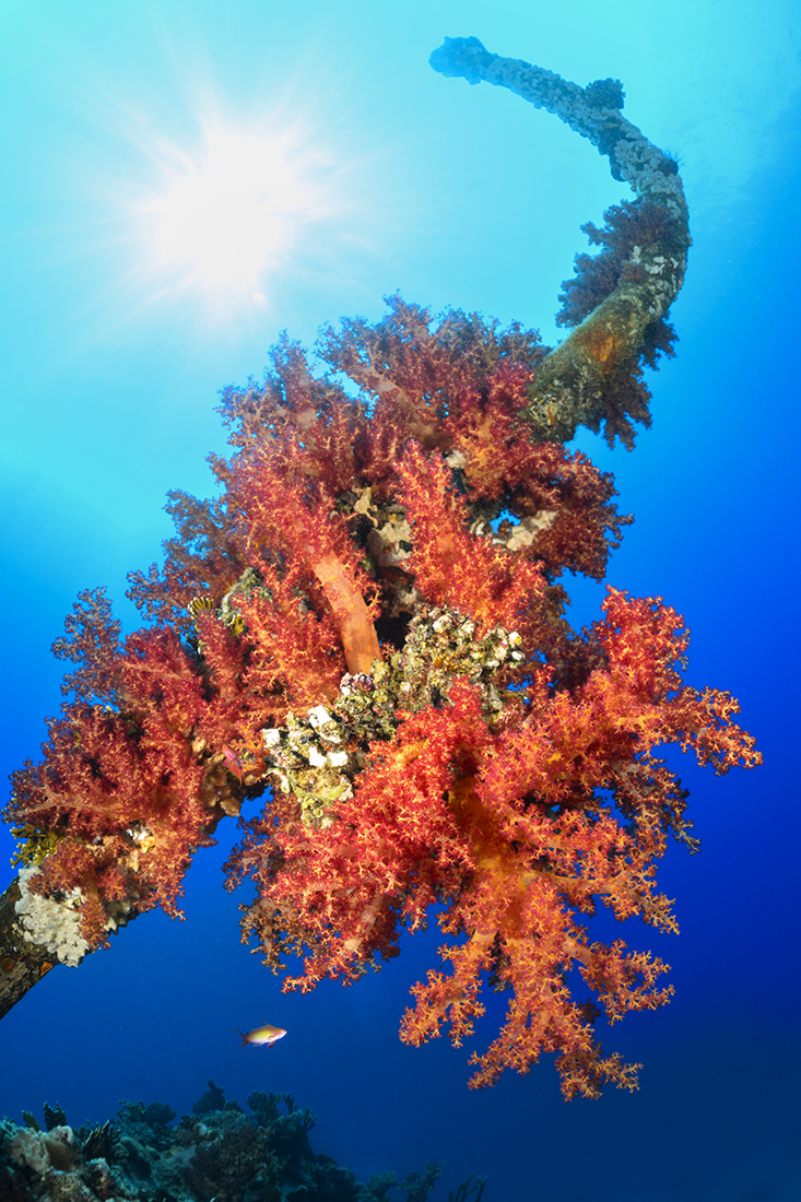 Sunk in 1869 after hitting the reef, the SS Carnatic is one of the oldest dive able wrecks in the Red Sea wreck resting on her port side parallel to the reef at a depth of 85 feet / 26m.