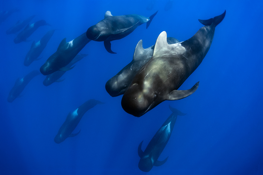 Short-finned pilot whales (Globicephala macrorhynchus)