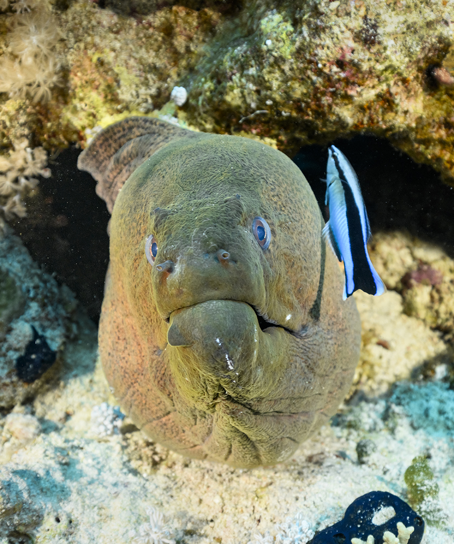 Giant Moray with cleaner wrasse