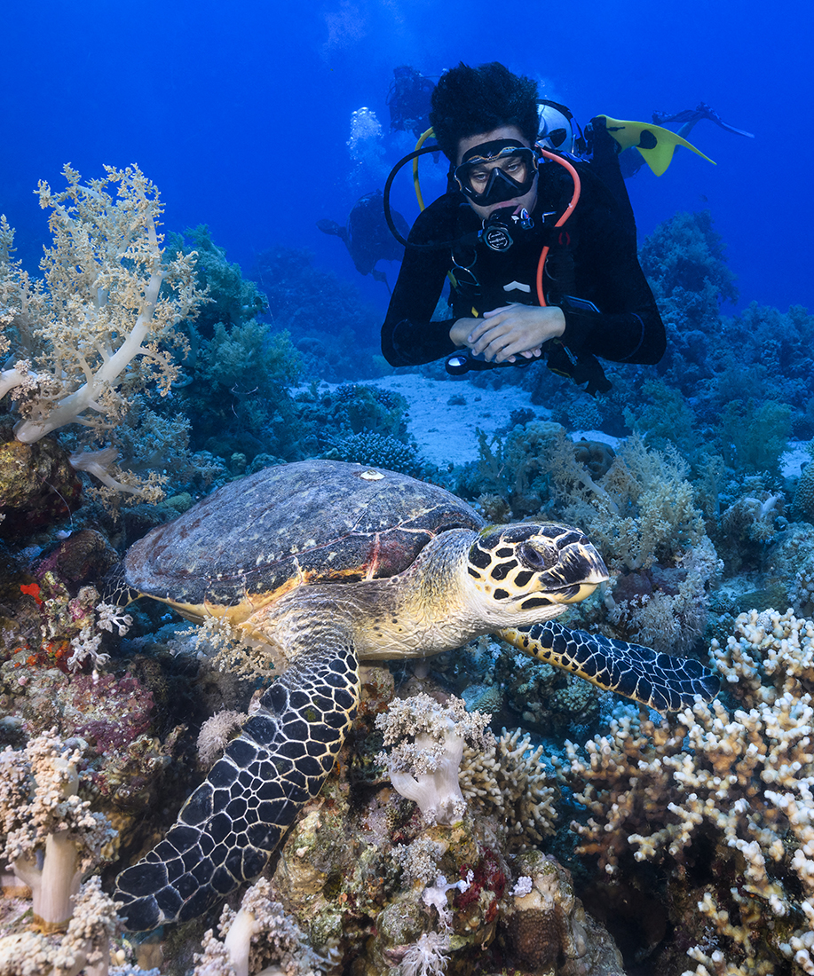 Hawksbill Turtle