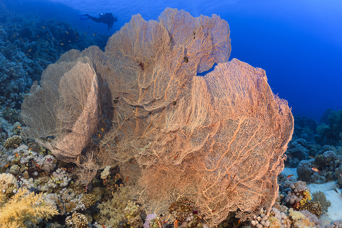 The straits between the Sinai Peninsula and Tiran Island are geographically narrow and relatively shallow. As a result, the tidal movement between the Red Sea and the Gulf of Aqaba is forced through a natural bottleneck, creating strong currents that, in turn, generate nutrient-rich upwellings that both fish and corals feed upon.