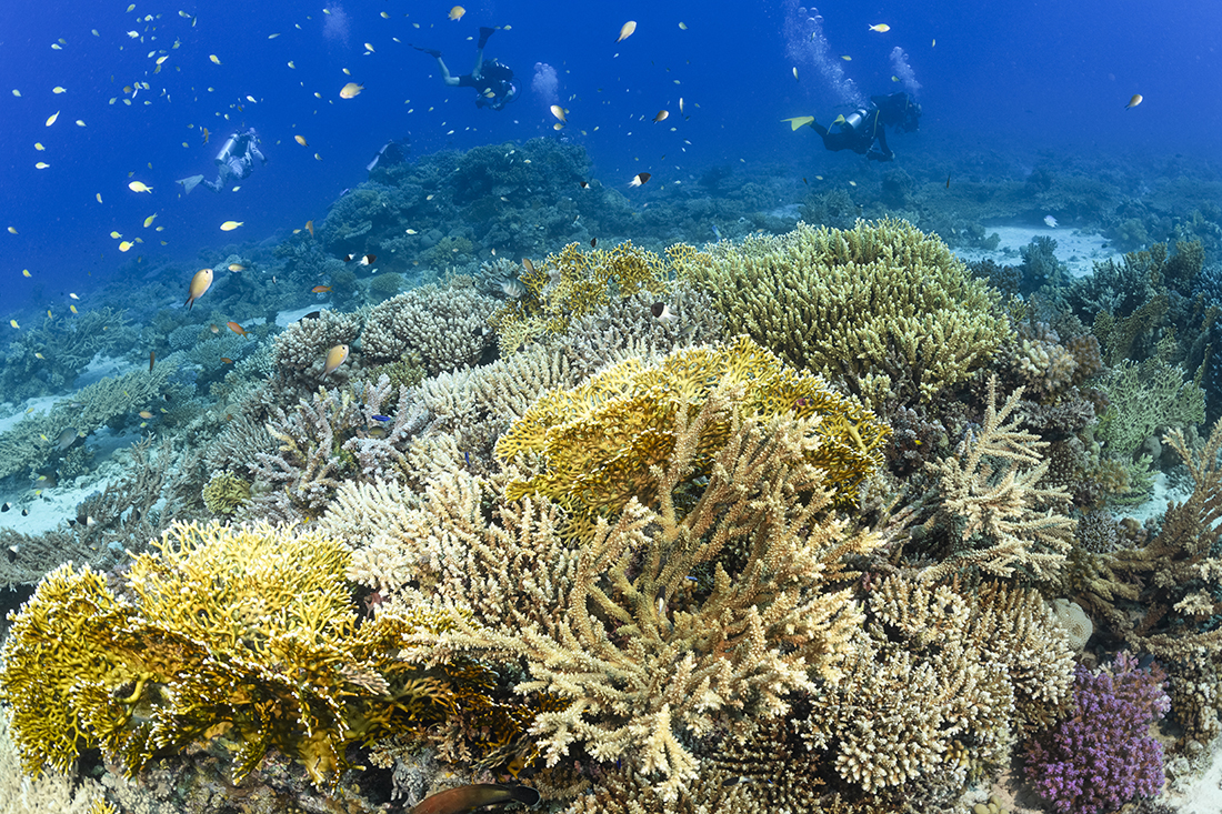 Even when the dolphins are not about, there is still plenty see at Shaab El Erg and Carless Reef. 