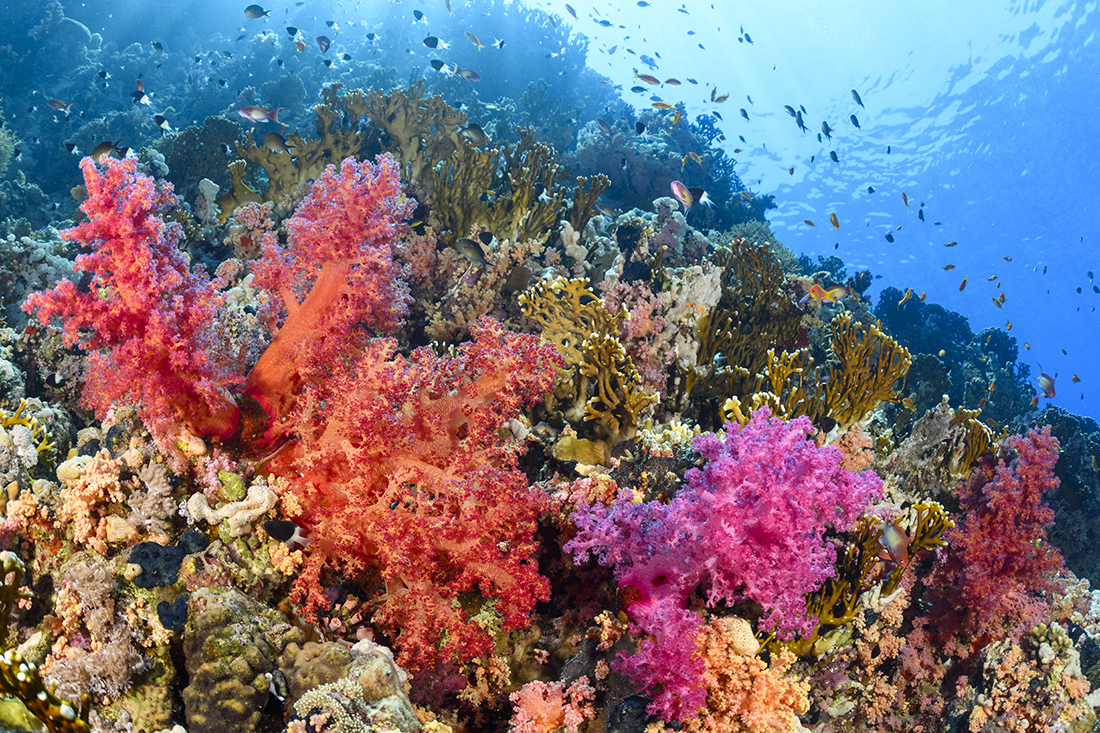 Though the waters of the Red Sea are blue, the soft corals in the north display wondrous shades of red, purple, and orange.