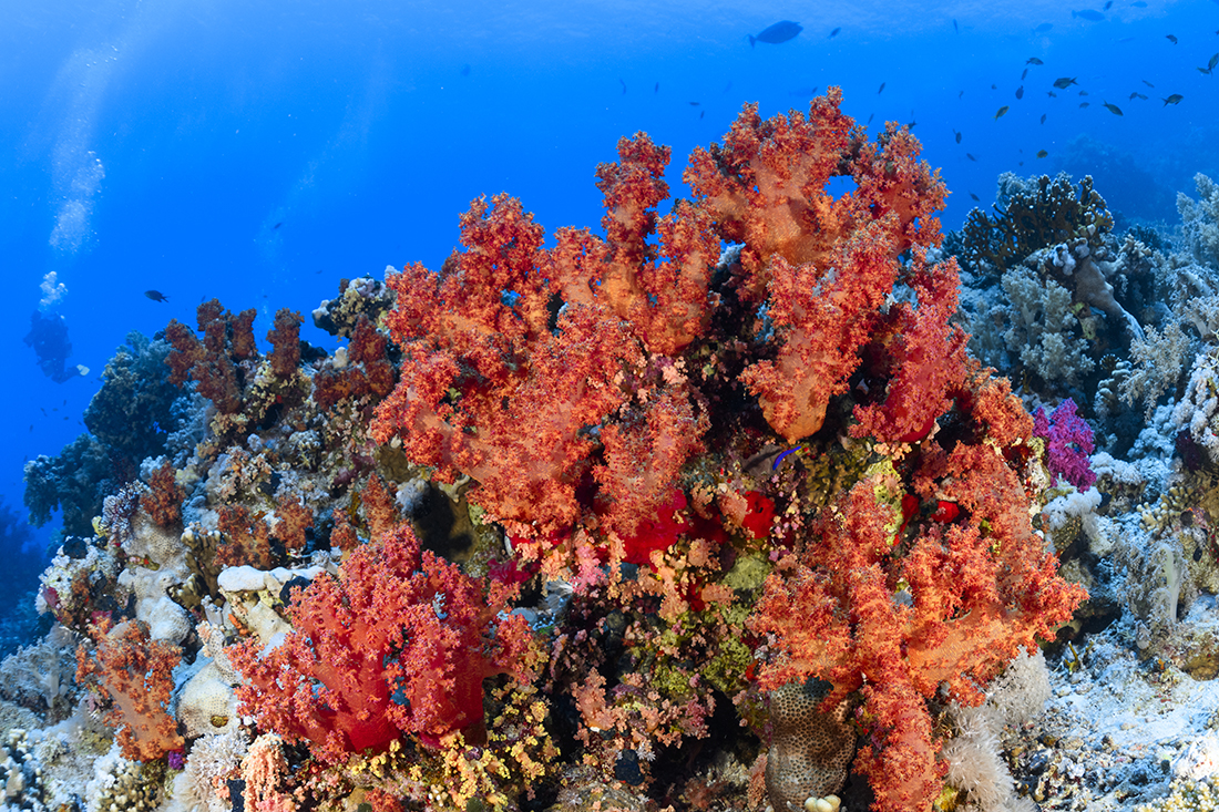 The straits between the Sinai Peninsula and Tiran Island are geographically narrow and relatively shallow. As a result, the tidal movement between the Red Sea and the Gulf of Aqaba is forced through a natural bottleneck, creating strong currents that, in turn, generate nutrient-rich upwellings that both fish and corals feed upon.