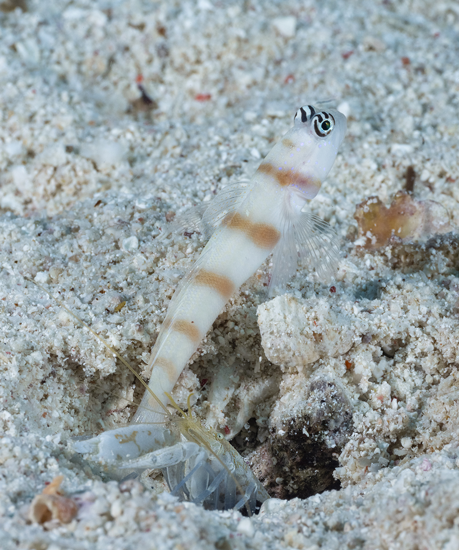 Steinitz' prawn shrimp goby with its roommate maintaining their burrow.