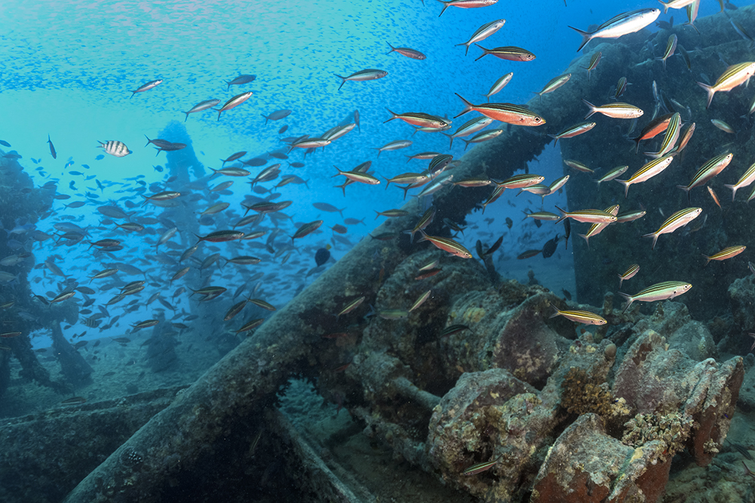 Located at the mouth of the Gulf of Suez, diving the SS Thistlegorm can be tricky due to strong, swift currents and occasionally murky underwater visibility.