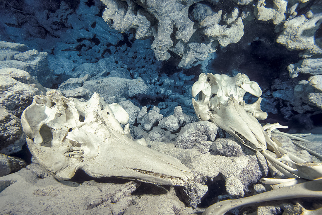 Ghostly stare of two pilot whale skulls sitting almost side by side in the small recess near the end of the tunnel having the eerie resemblance of some ancient burial vault or crypt.