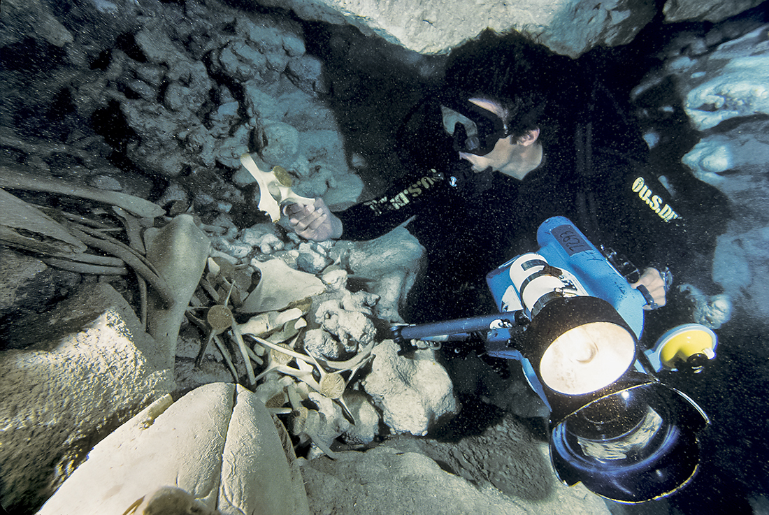 John McKenney examining the bones of two short-finned pilot whales (Globicephala macrorhynchus) that died inside this cave. To get to the location of these bones, John had forgo his rebreather and go open circuit in order to squeeze the narrow passages. 