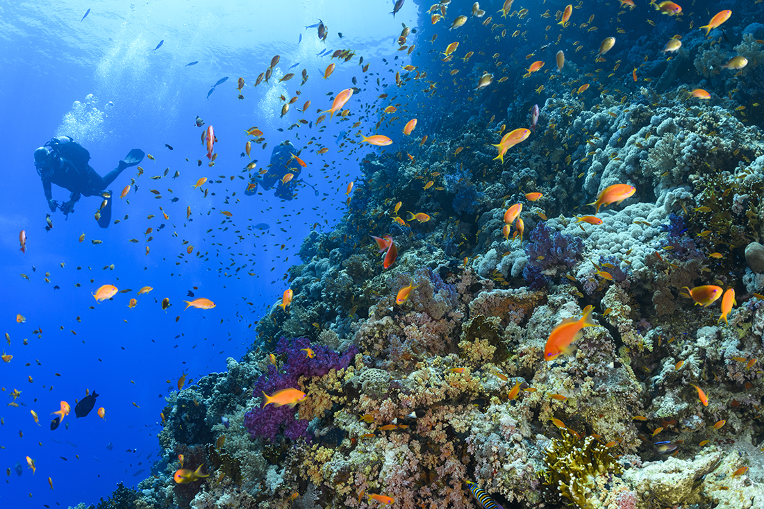 The straits between the Sinai Peninsula and Tiran Island are geographically narrow and relatively shallow. As a result, the tidal movement between the Red Sea and the Gulf of Aqaba is forced through a natural bottleneck, creating strong currents that, in turn, generate nutrient-rich upwellings that both fish and corals feed upon.