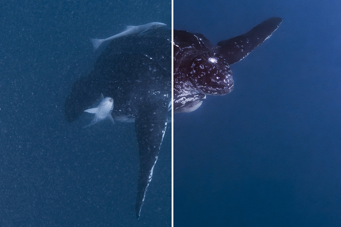 An unlikely save.
This image of a large leatherback sea turtle was taken in one of the most challenging set of conditions where underwater visibility was less than 15 feet with a horrible amount of particulate floating the water. Yet, after a little post processing followed by executing Backscatter Xterrminator I was able to raise it from the dead into a useable image.
