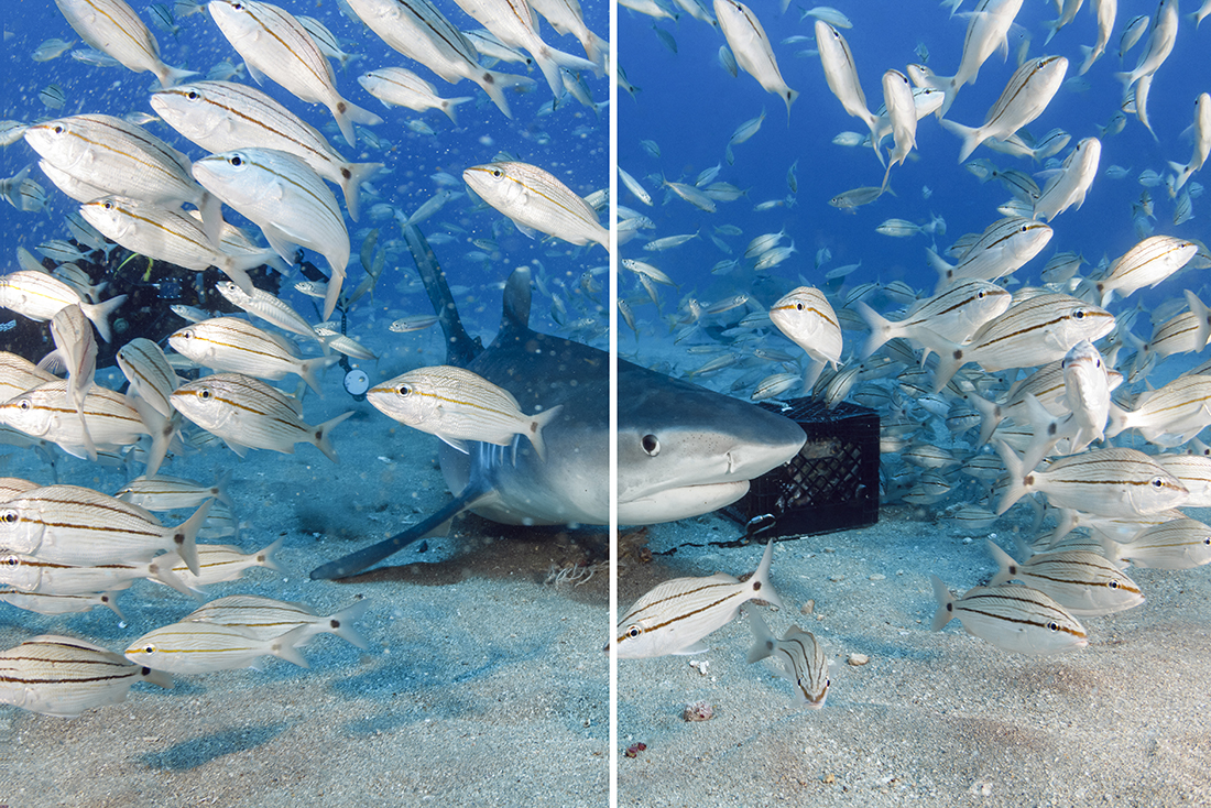 Now you see it, now you don’t! 
Here is an image of a large tiger shark about to cut through a bunch of baitfish. As you should be able to see, the left side of the image is full of backscatter stirred up by all the activity, whereas the right side has none.  
