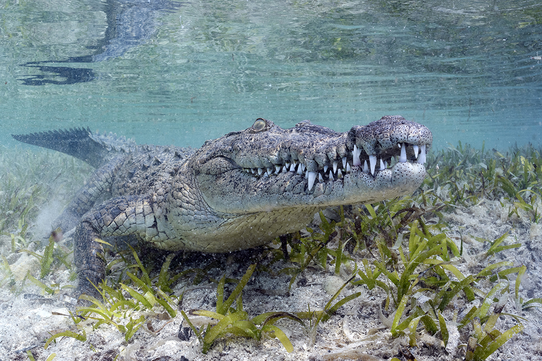 Sometimes, there is no need to fret over having some backscatter, as a minimal amount can help convey the natural environment a subject like this Cuban crocodile (Crocodylus rhombifer) resides in.
