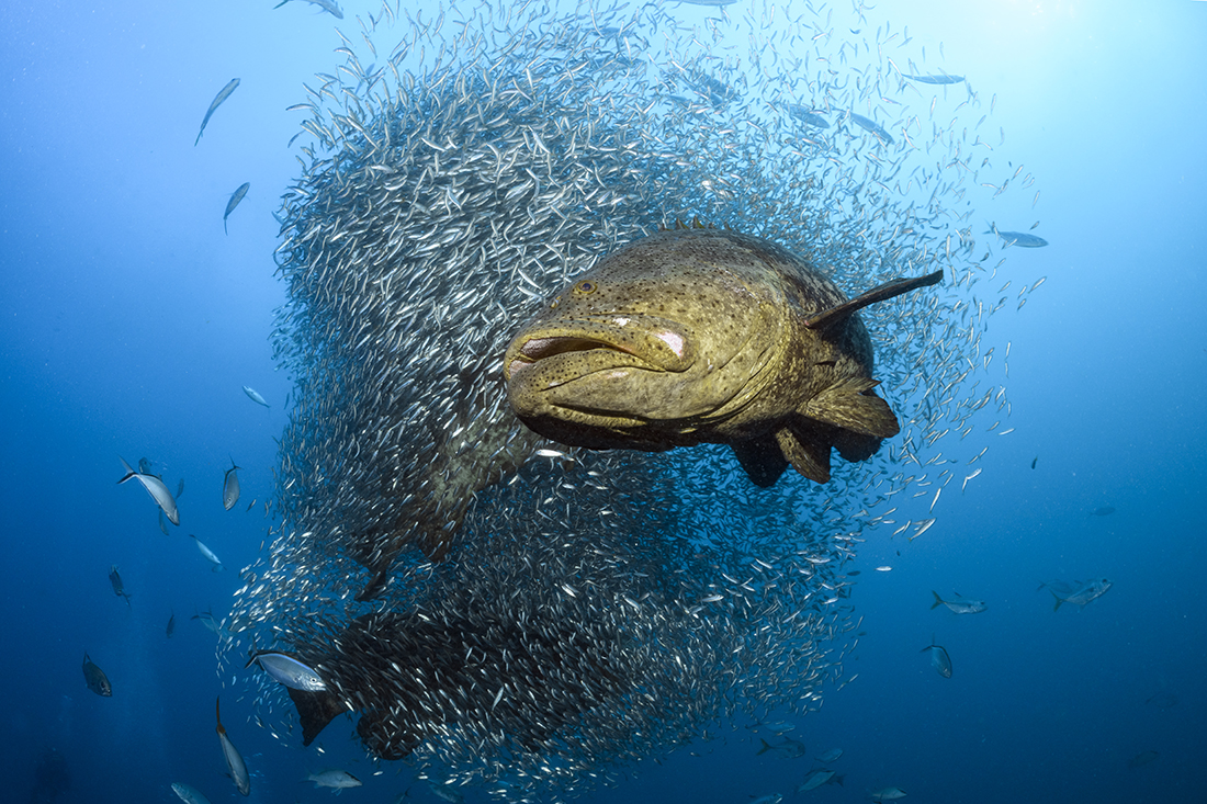 Large Goliath grouper out front swirling ball of baitfish.