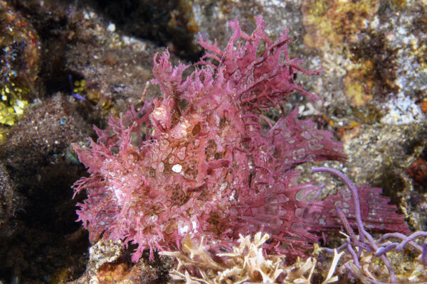 Lacy Rhinopias (Rhinopias aphanes) with its vibrant shade of purple.