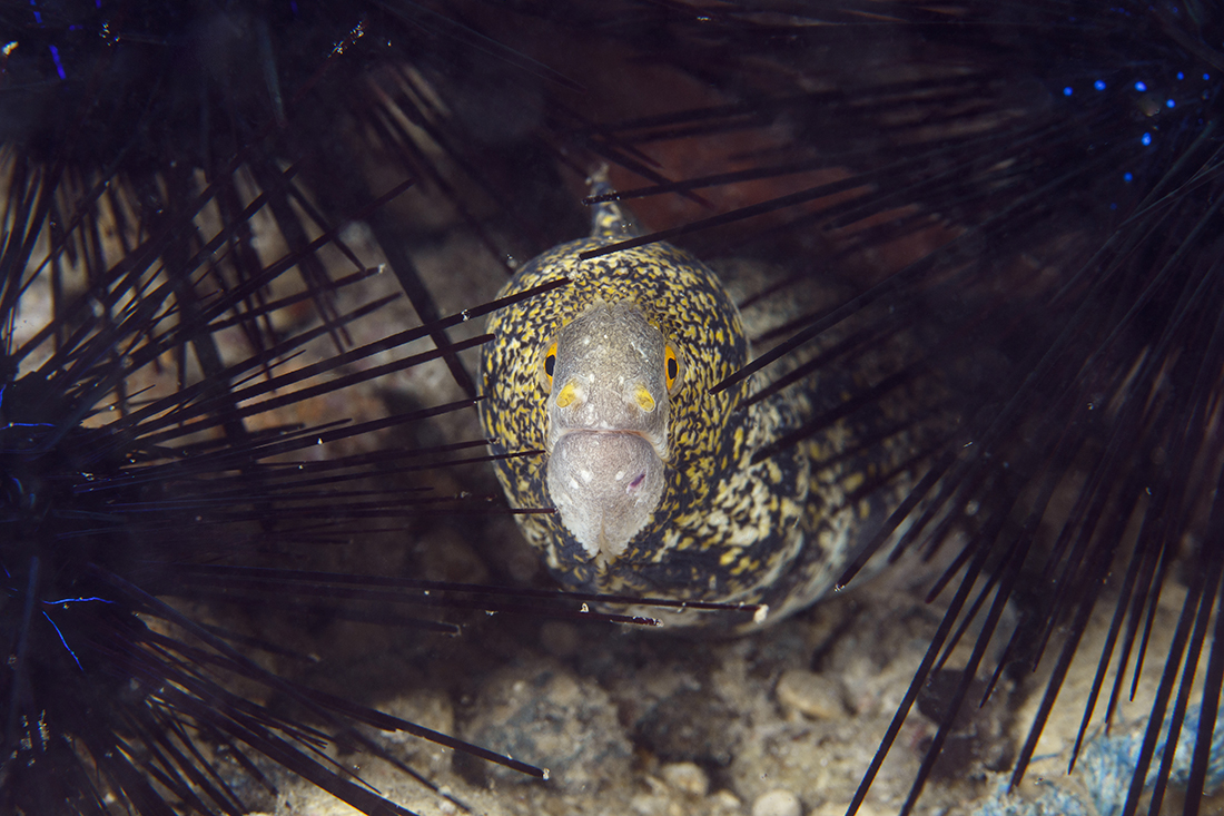 Same picture after Backscatter Xterminator was applied.