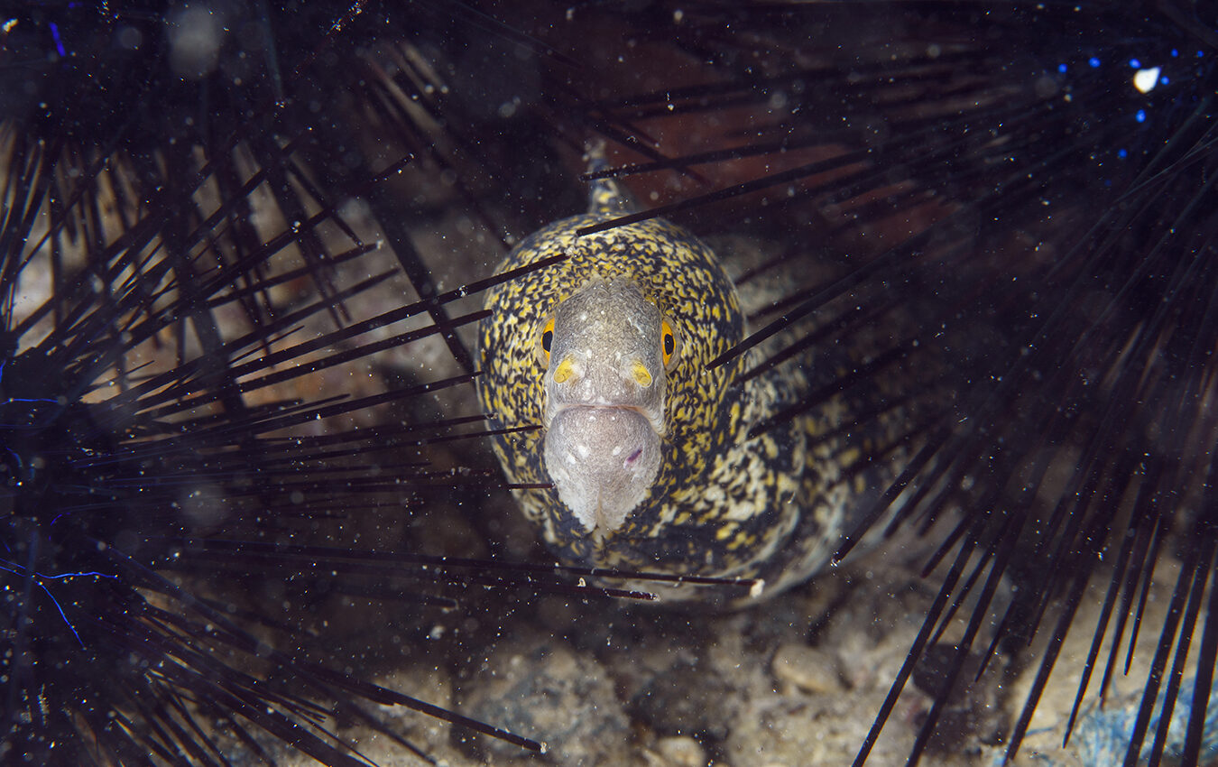 Picture of a small moray eel surrounded by backscatter.