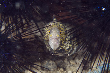 Picture of a small moray eel surrounded by backscatter.