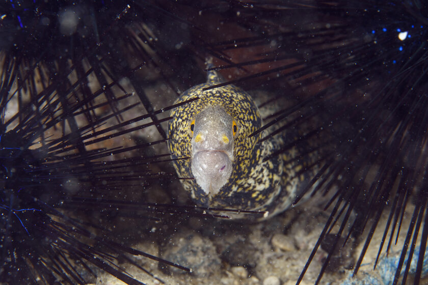 Picture of a small moray eel surrounded by backscatter.