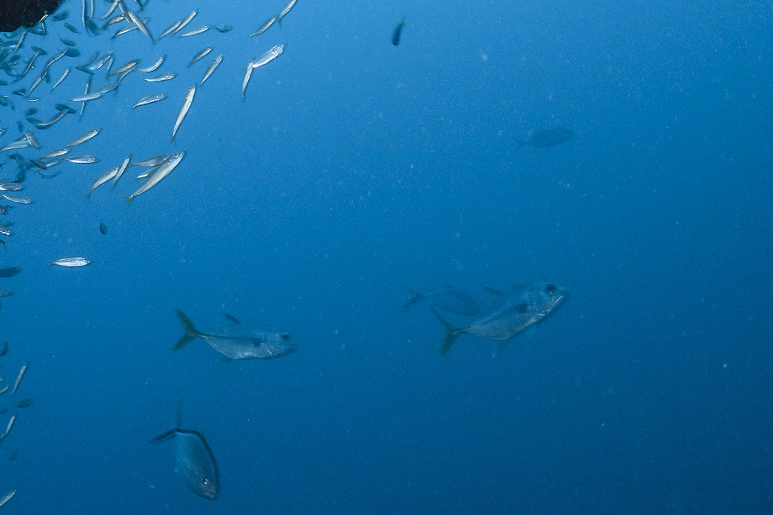 Crop portion to the right of the same image of the Goliath grouper with the bait ball showing that some particulate is still present.