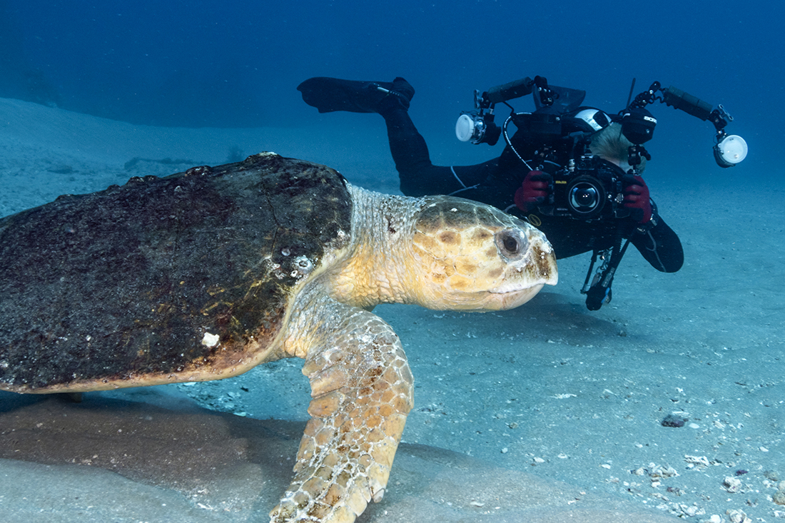 When working with wide to super wide-angle lenses (particularly fisheyes), to reduce the chance of floating particles floating in the water from showing up in a shot the number one thing to always to keep in mind is strobe placement. Looking to get a full body shot of this giant loggerhead turtle, this photographer placed both strobes placed in the Three O-clock and Nine O-clock position. But the part to pay special attention to is how they are angled. Turning each one slightly outward allows only the inner edge of their projected light cone to illuminate the subject to prevent the brightest central part of the cone of each strobe from overlapping and illuminating the water column in the foreground.