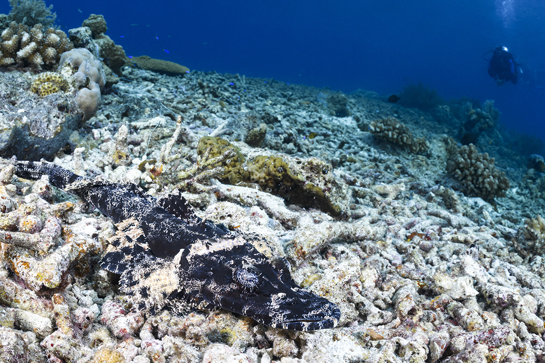 Black & white crocodilefish resting on the bottom.
