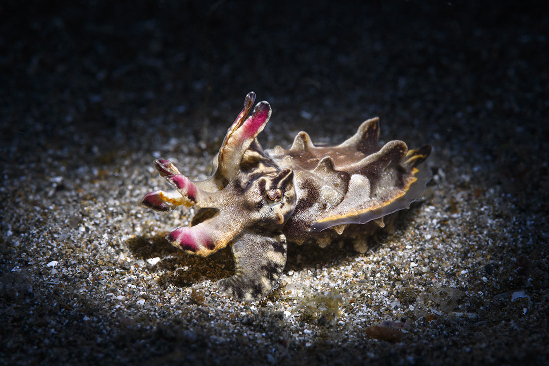 Flamboyant cuttlefish