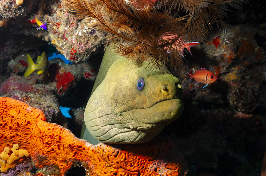Green moray in a undercut in the reef gets a little side light treatment with one strobe positioned off to my left. Photo info: Nikon D300 with Tokina 10.0-17.0 mm f/3.5-4.5 fisheyes zoomed in to 17mm. Settings: 1/125’s at f/11, ISO 280 with one Sea&Sea YS-250 strobe on manual at ¼ power.