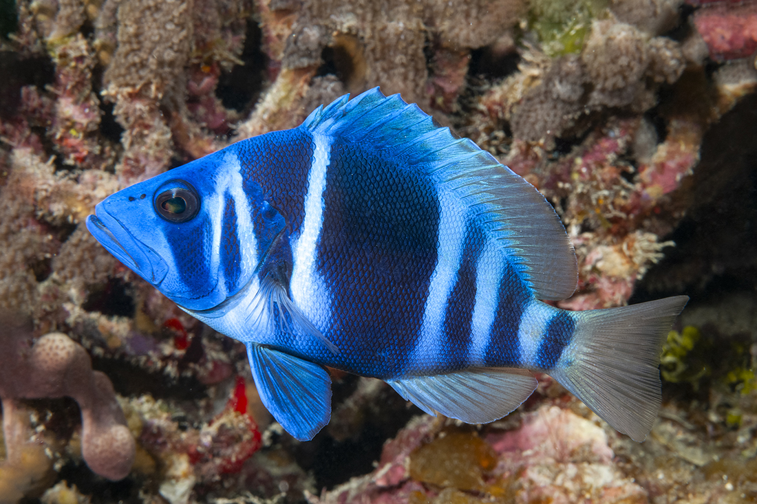 Indigo Hamlet (Hypoplectrus indigo)