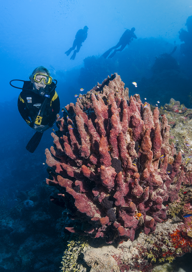 Diver coming up on a large barrel sponge during a wall dive in Roatan.