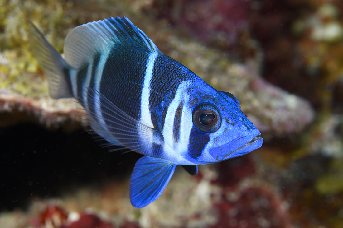 Indigo hamlet (Hypoplectrus indigo)