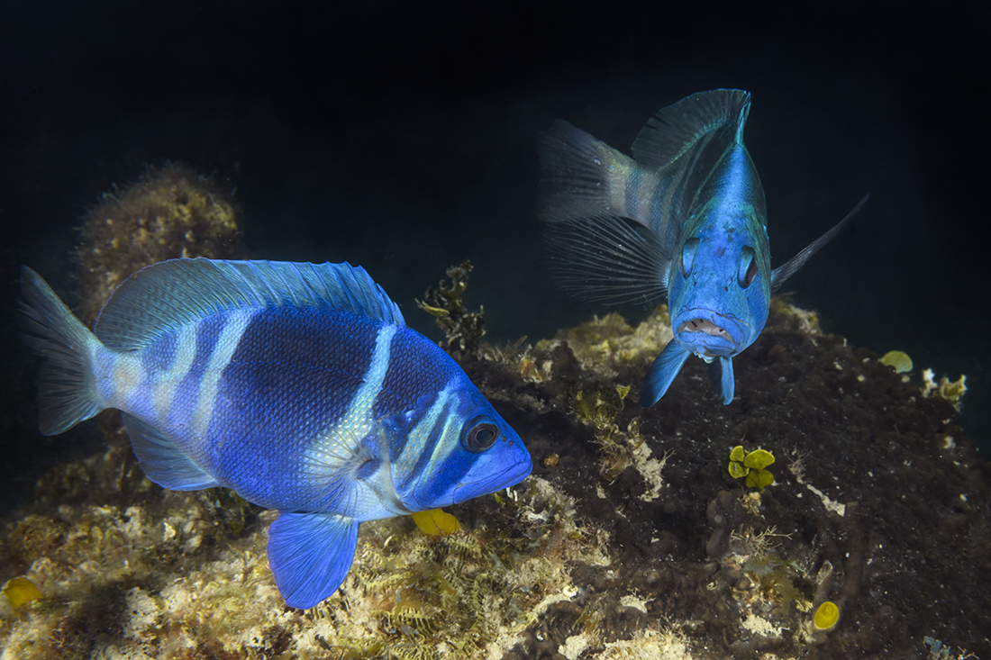 When the mating ritual begins, the hamlets will start off chasing each other. As the act progresses they will move to the uppermost part of the coral head, slowly circling as they rise a few feet into the water column.