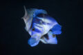 Two Indigo Hamlets in the midst of their courtship dance when they spawn.