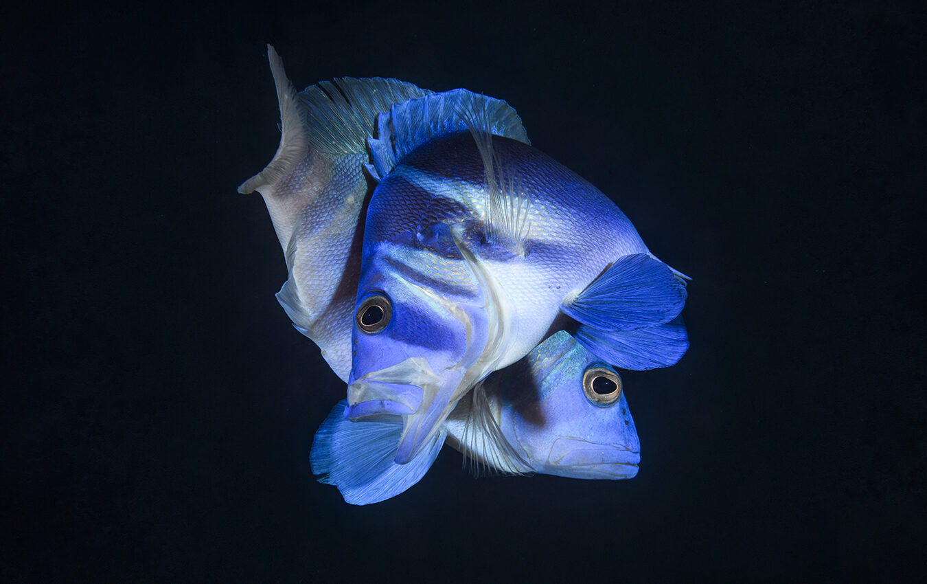 Two Indigo Hamlets in the midst of their courtship dance when they spawn.