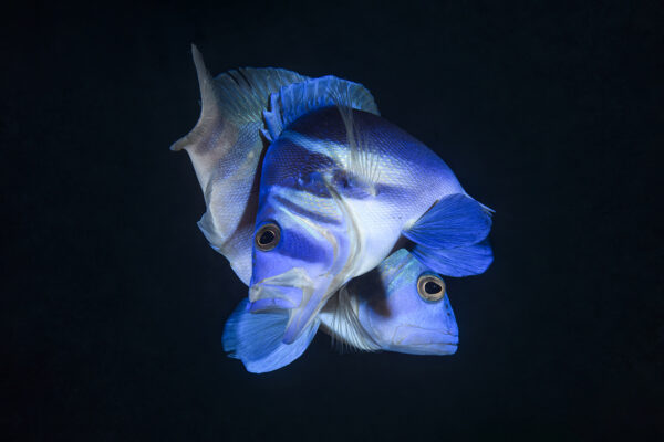 Two Indigo Hamlets in the midst of their courtship dance when they spawn.