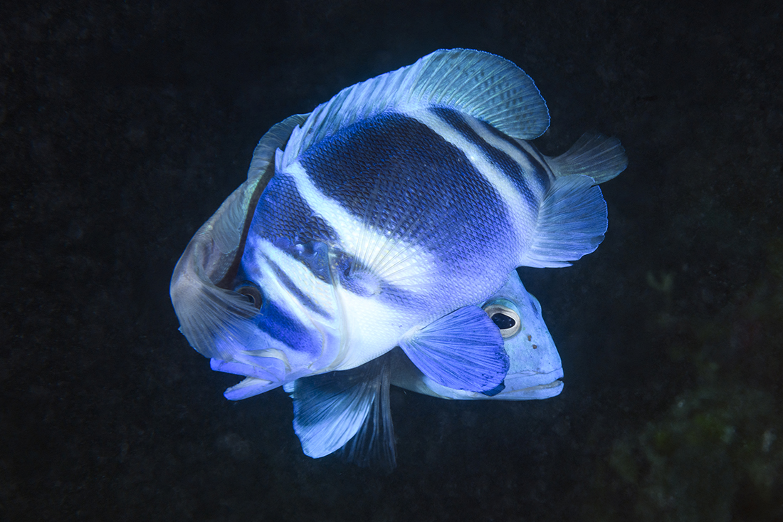 Two Indigo Hamlets (Hypoplectrus indigo) in the midst of their courtship dance when they spawn.