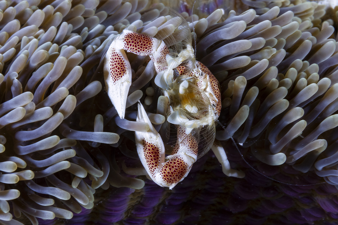 Porcelain crab in a sea anemone.
