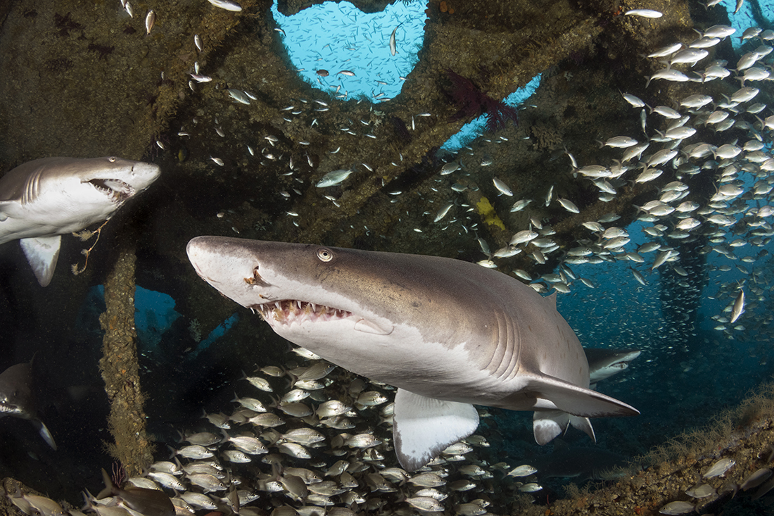 Sand tiger sharks, wreck of the Caribsea, North Carolina