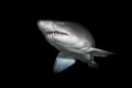 Sand tiger shark(s) on the Aleous wreck in North Carolina