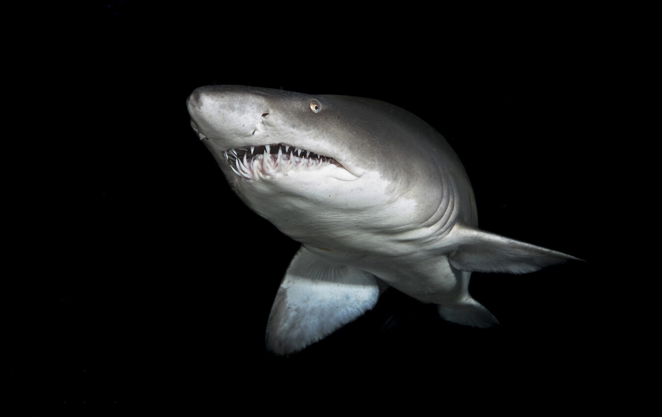 Sand tiger shark(s) on the Aleous wreck in North Carolina