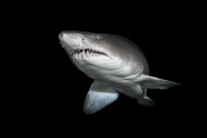 Sand tiger shark(s) on the Aleous wreck in North Carolina