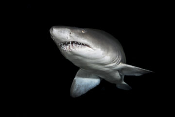 Sand tiger shark(s) on the Aleous wreck in North Carolina
