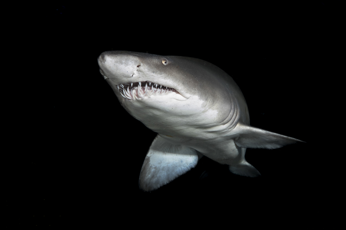 Sand tiger shark(s) on the Aleous wreck in North Carolina