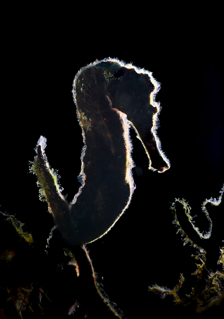 This profile shot of a seahorse created by the single light source coming almost from behind profiles a dramatic rim light effect.